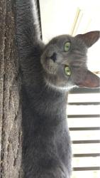 Lost Female Cat last seen minerva st. town hall, Amherst, OH 44001
