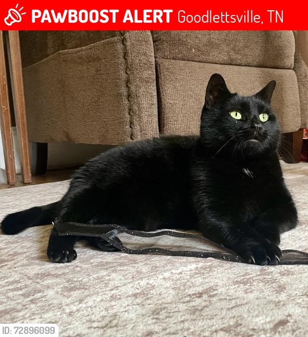 Lost Female Cat last seen Near Campbell Road, Goodlettsville, TN, USA, Goodlettsville, TN 37072