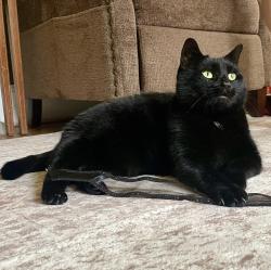 Lost Female Cat last seen Near Campbell Road, Goodlettsville, TN, USA, Goodlettsville, TN 37072