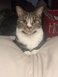 Lost Female Cat last seen McCabe Lane, in the woods , Saylorsburg, PA 18353