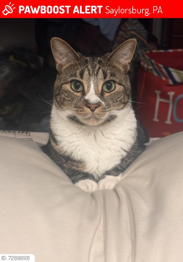 Lost Female Cat last seen McCabe Lane, in the woods , Saylorsburg, PA 18353