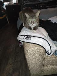 Reunited Male Cat last seen Hondo & Wesley Drive , Killeen, TX 76549
