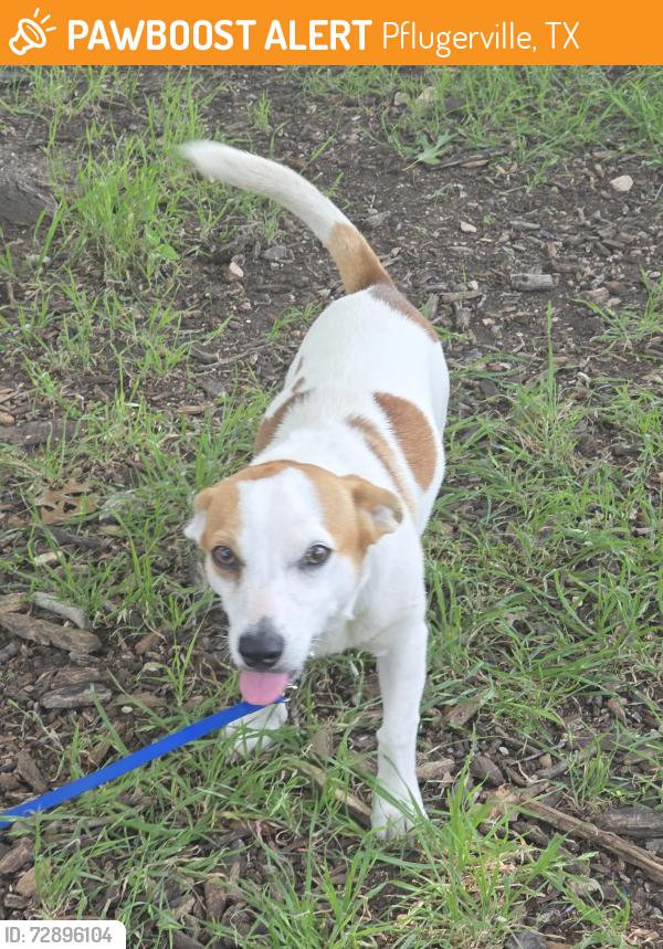 Found/Stray Male Dog last seen Inmanuel st, Pflugerville, TX 78660