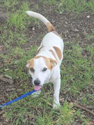 Found/Stray Male Dog last seen Inmanuel st, Pflugerville, TX 78660