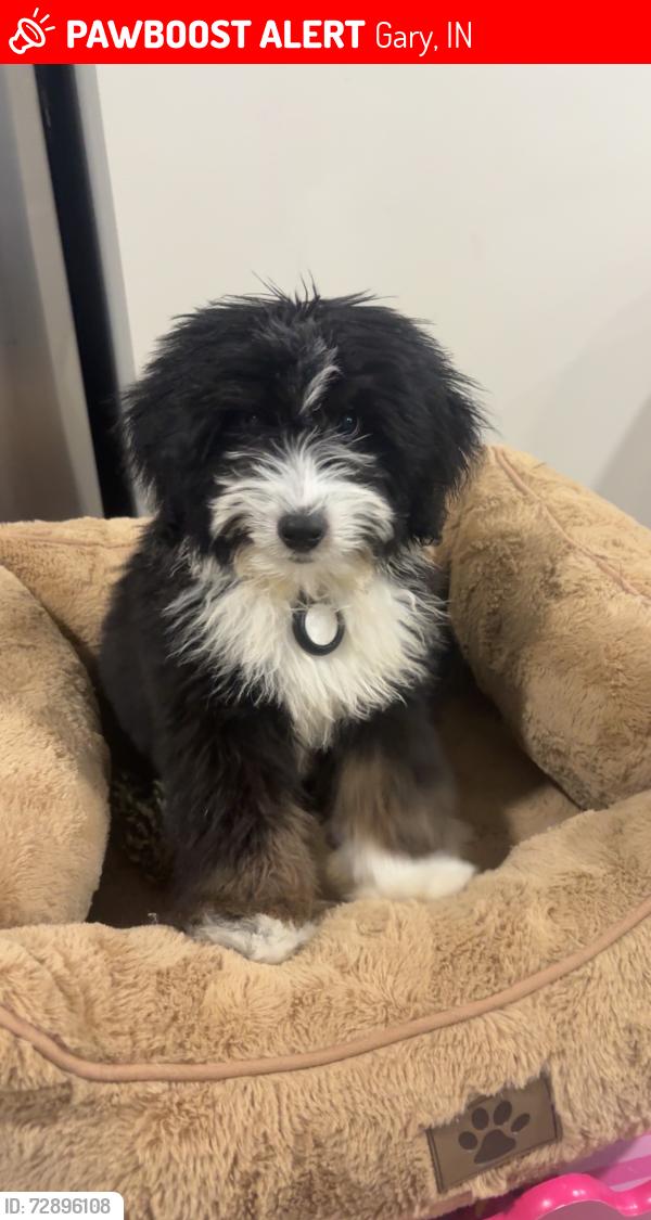 Lost Male Dog last seen Clay street, Gary, IN 46403