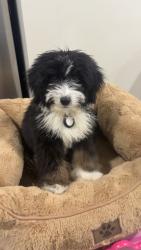 Lost Male Dog last seen Clay street, Gary, IN 46403