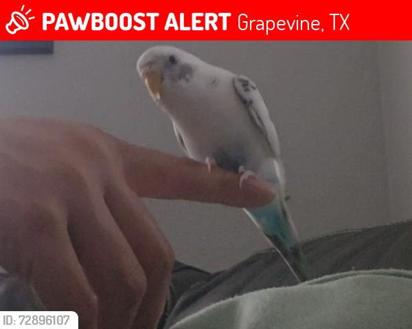 Lost Unknown Bird last seen Mustang Dr & Ponderosa, Grapevine, TX 76051