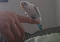 Lost Unknown Bird last seen Mustang Dr & Ponderosa, Grapevine, TX 76051
