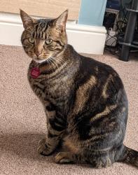 Reunited Male Cat last seen Patterdale Road Hull HU5 , Kingston upon Hull, England HU5