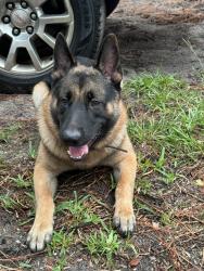 Lost Male Dog last seen Near 34th St W Bradenton FL 34210 Estados Unidos, Bradenton, FL 34210