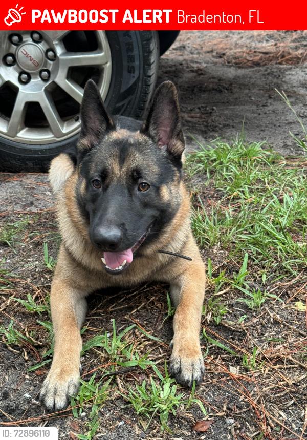 Lost Male Dog last seen Near 34th St W Bradenton FL 34210 Estados Unidos, Bradenton, FL 34210