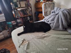 Lost Male Cat last seen Near the gemeni apmts, Syracuse, NY 13209