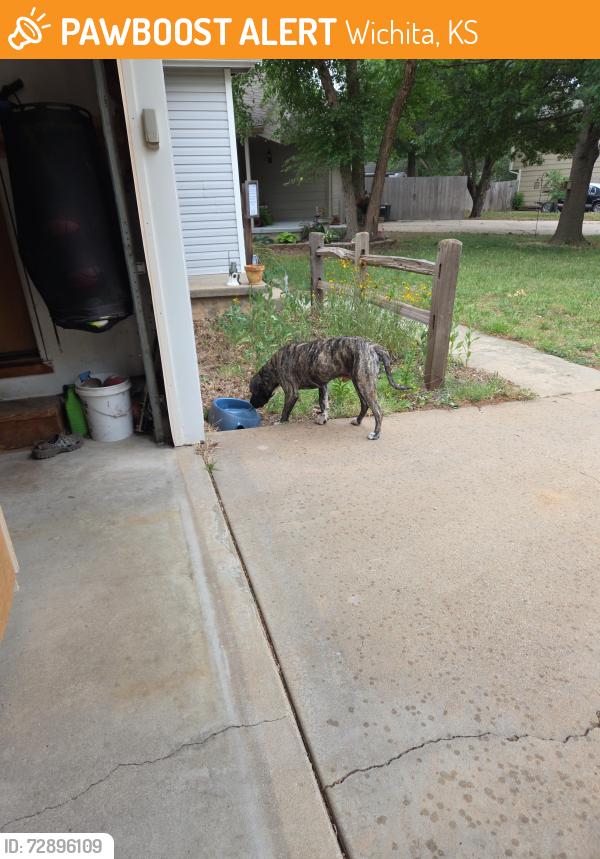 Found/Stray Male Dog last seen MacAurther between Hoover and Ridge, Wichita, KS 67215