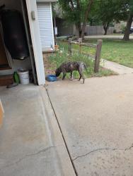 Found/Stray Male Dog last seen MacAurther between Hoover and Ridge, Wichita, KS 67215