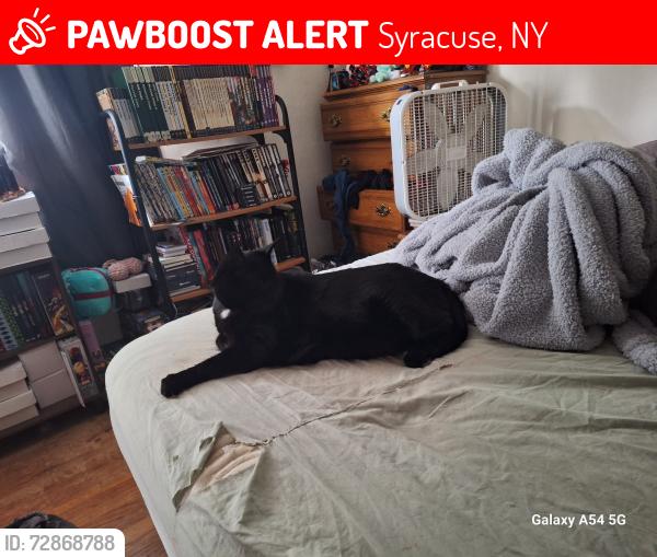 Lost Male Cat last seen Near the gemeni apmts, Syracuse, NY 13209