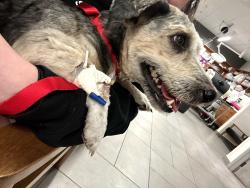 Found/Stray Female Dog last seen 79th and Payne (80th St. in neighborhood - New Augusta area), Indianapolis, IN 46268