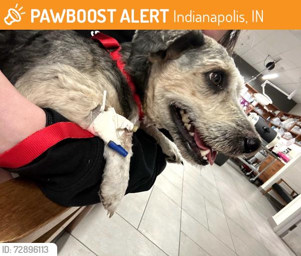 Found/Stray Female Dog last seen 79th and Payne (80th St. in neighborhood - New Augusta area), Indianapolis, IN 46268
