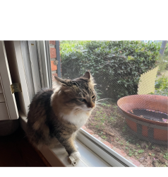 Lost Female Cat last seen Cravey drive and Canna ridge circle. Closest intersection is Cravey Drive and Briarcliff Road. , DeKalb County, GA 30345