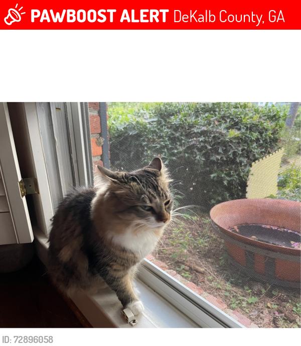 Lost Female Cat last seen Cravey drive and Canna ridge circle. Closest intersection is Cravey Drive and Briarcliff Road. , DeKalb County, GA 30345