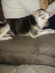 Lost Male Dog last seen Hope Drive, Griffin, GA 30224