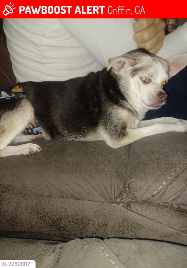 Lost Male Dog last seen Hope Drive, Griffin, GA 30224