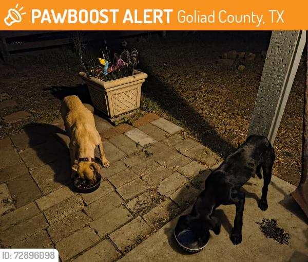 Found/Stray Female Dog last seen Portis draw, Goliad County, TX 77905