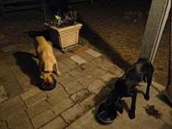 Found/Stray Female Dog last seen Portis draw, Goliad County, TX 77905