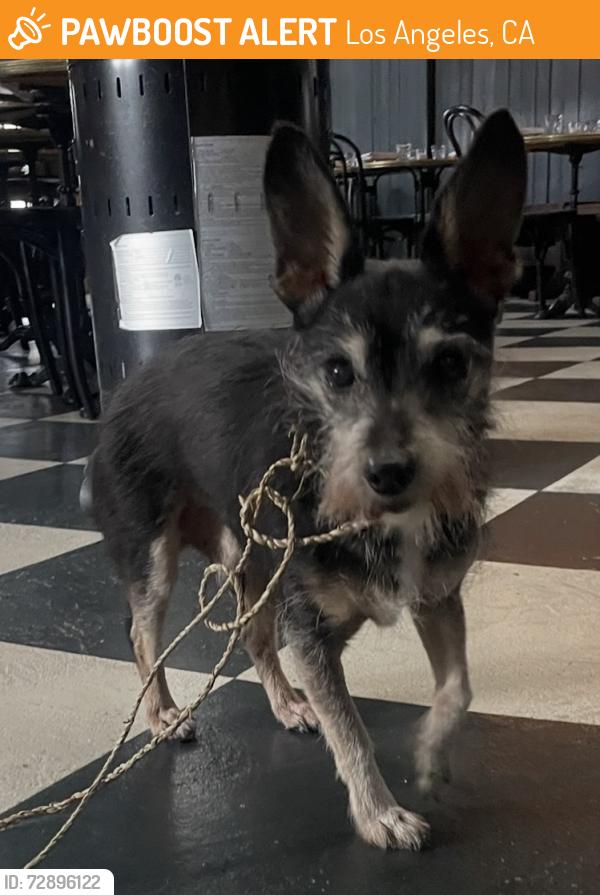 Found/Stray Male Dog last seen SUNSET Blvd Hollywood / Winona, Los Angeles, CA 90027