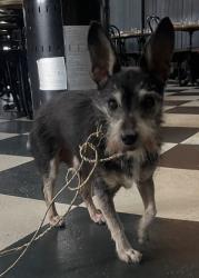 Found/Stray Male Dog last seen SUNSET Blvd Hollywood / Winona, Los Angeles, CA 90027