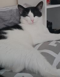 Lost Male Cat last seen Yardley wood road, West Midlands, England 
