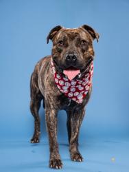 Shelter Stray Male Dog last seen Near Preston ln 30315, Atlanta, GA, Atlanta, GA 30336