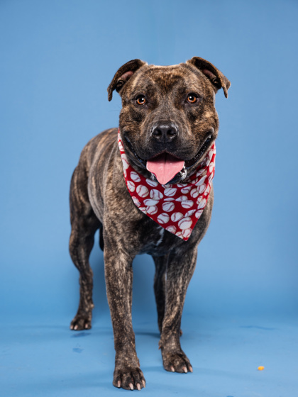 Shelter Stray Male Dog last seen Near Preston ln 30315, Atlanta, GA, Atlanta, GA 30336