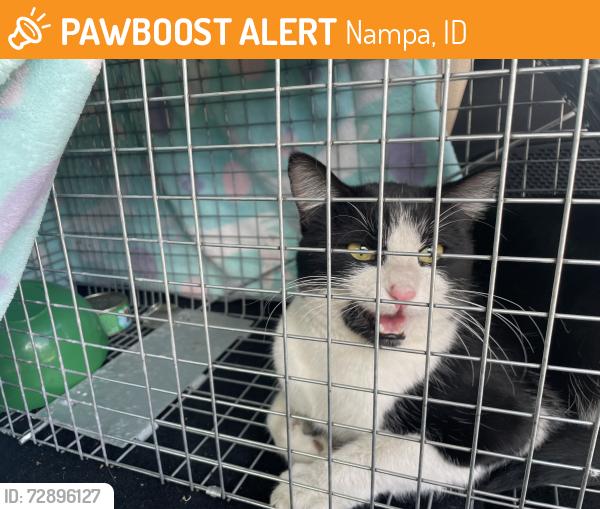 Found/Stray Male Cat last seen Diamond Peak Dr, Nampa, ID 83651