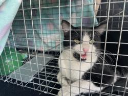 Found/Stray Male Cat last seen Diamond Peak Dr, Nampa, ID 83651