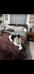 Lost Male Cat last seen Ridgeview Middle School , Sandy Springs, GA 30342