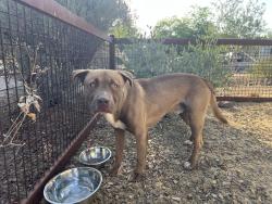 Found/Stray Male Dog last seen Fairview Place, Phoenix, AZ 85007