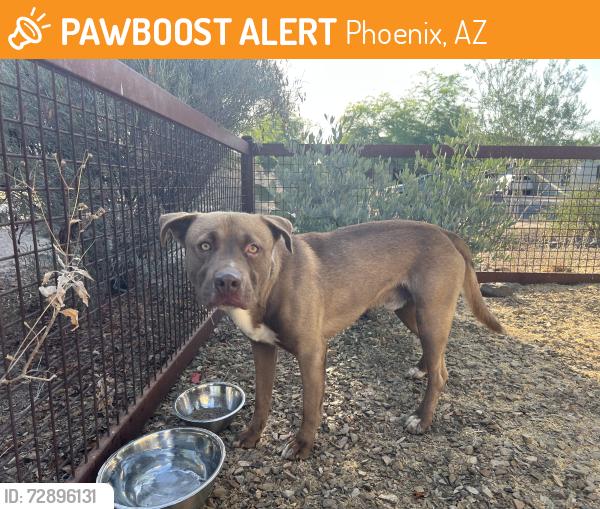 Found/Stray Male Dog last seen Fairview Place, Phoenix, AZ 85007