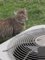 Found/Stray Unknown Cat last seen Near Avondale High School, Auburn Hills, MI 48326