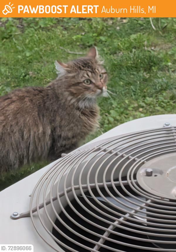 Found/Stray Unknown Cat last seen Near Avondale High School, Auburn Hills, MI 48326