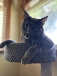 Reunited Male Cat last seen At home 611 n 40th st, Omaha, NE 68131
