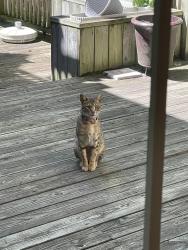 Found/Stray Unknown Cat last seen Summit and Lotus Highland Park , Highland Park, IL 60040