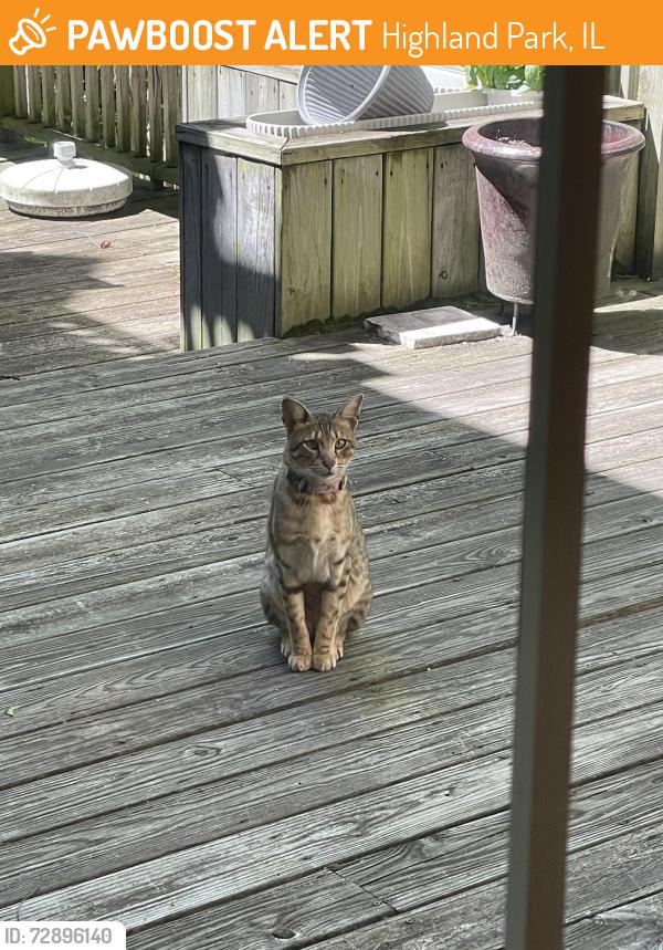 Found/Stray Unknown Cat last seen Summit and Lotus Highland Park , Highland Park, IL 60040
