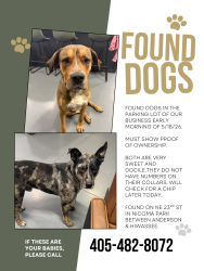 Found/Stray Male Dog last seen Near NE 23rd St, Ste B, Choctaw, OK 73020, Choctaw, OK 73020