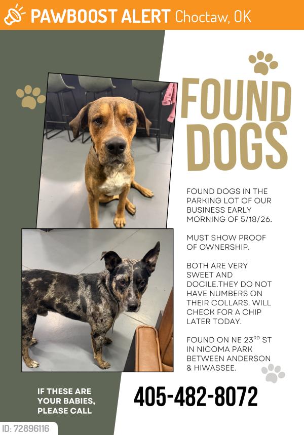 Found/Stray Male Dog last seen Near NE 23rd St, Ste B, Choctaw, OK 73020, Choctaw, OK 73020