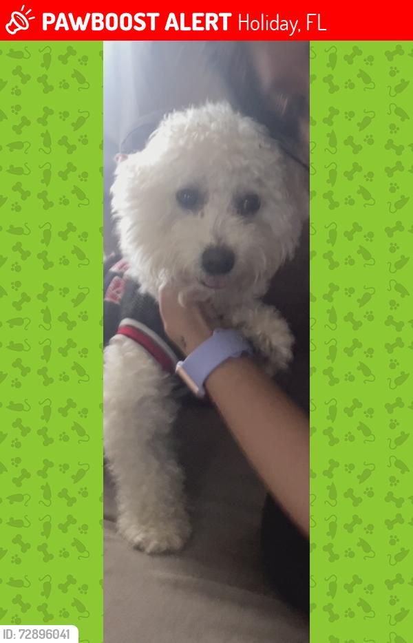 Lost Male Dog last seen Near Wilson Dr Holiday, FL  34691 United States, Holiday, FL 34691