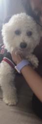 Lost Male Dog last seen Near Wilson Dr Holiday, FL  34691 United States, Holiday, FL 34691