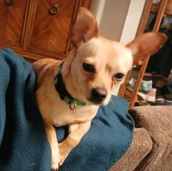 Lost Male Dog last seen Near vinton , Palms, Culver City, Los Angeles, Los Angeles, CA 90034