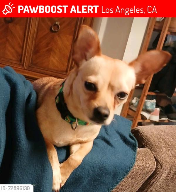 Lost Male Dog last seen Near vinton , Palms, Culver City, Los Angeles, Los Angeles, CA 90034