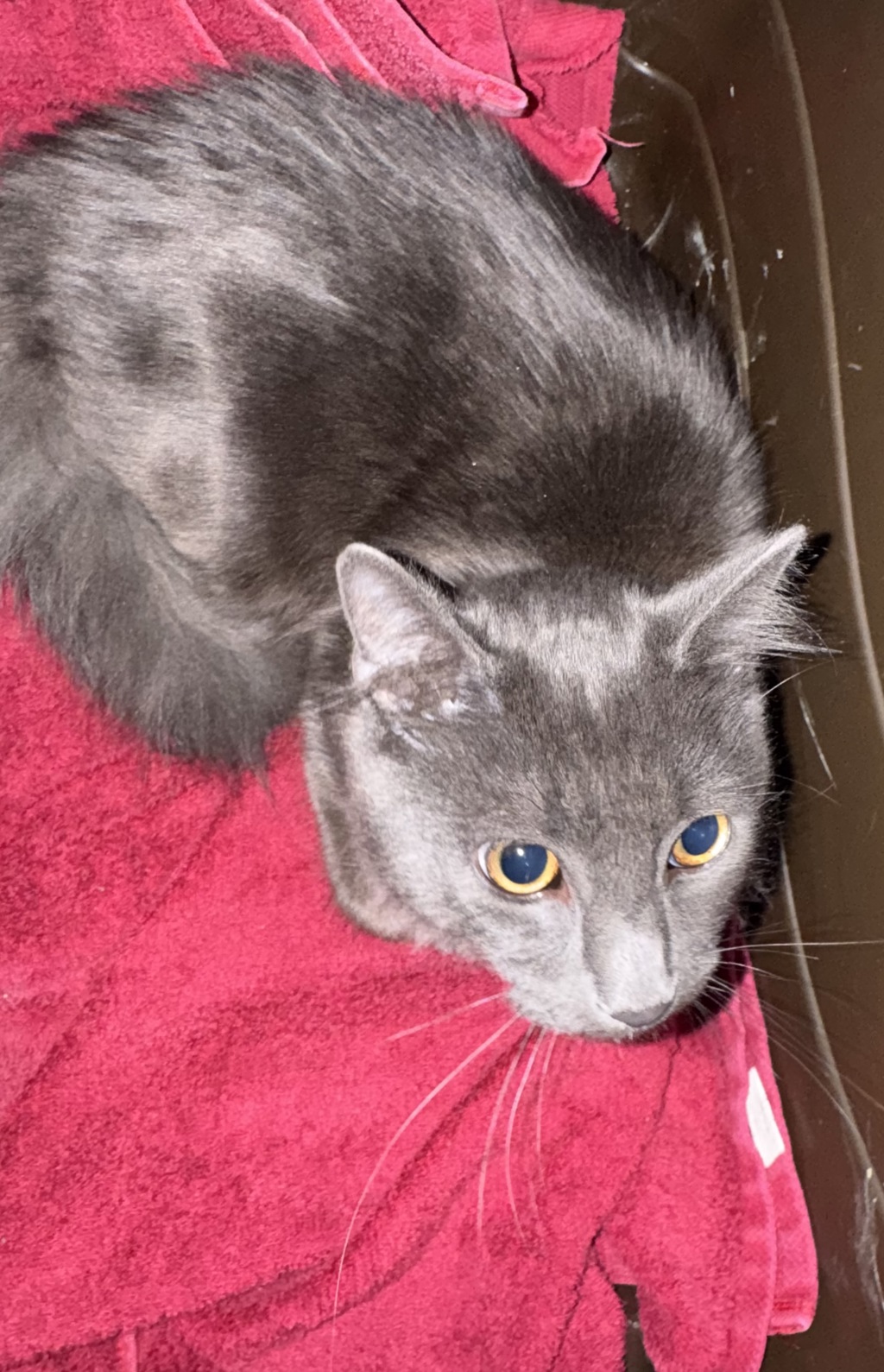 Shelter Stray Male Cat last seen Meadowdale Boulevard, North Chesterfield, VA, 23234, Chesterfield, VA 23832