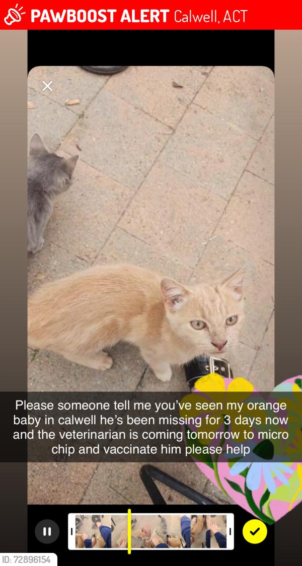 Lost Male Cat last seen Roope close calwell , Calwell, ACT 2905